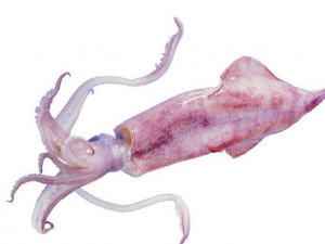 ���㲻�ܺ�ʲôһ��� ������Ľ���