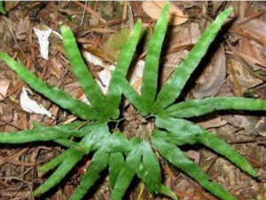 ţ���ٵĹ�Ч������ ţ���ٵ��÷�����