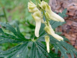 ţ��Ĺ�Ч������ ţ��ĸ�������