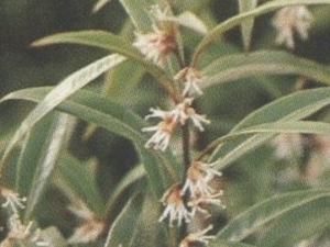 ��Ҷ�����Ĺ�Ч������ ��Ҷ�����ĸ���