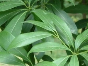 ��צ��Ƥ�Ĺ�Ч������ ��צ��Ƥ���÷�����