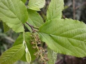 ţ��˨�Ĺ�Ч������ ţ��˨���÷�����