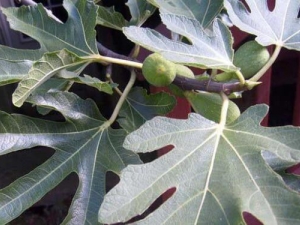 �޻���Ҷ�Ĺ�Ч������ �޻���Ҷ���̴���Ч������