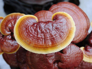 ��֥���ӷ�Ӧ����ô�� ��֥���ӷ۵Ĺ�Ч������