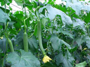 ��˿����Ĺ�Ч������ ��˿��������Ƥ��