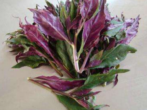 ����˵�Ӫ����ֵ ������ܱ�������