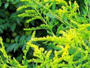 Ʈ����_Ʈ���ݵĹ�Ч|�÷�����