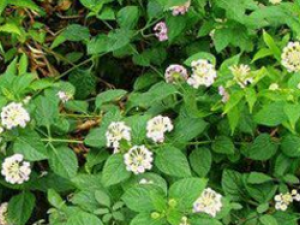 ��ˮ��_��ˮ�ݵĹ�Ч����|��������