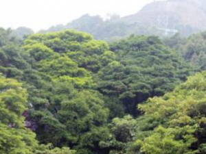 ��ɽ��_��ɽ��Ĺ�Ч|�÷�����