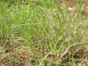 �̵����_�̵�����Ĺ�Ч|�÷�����