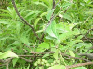 �̵���ɡ_�̵���ɡ�Ĺ�Ч|�÷�����