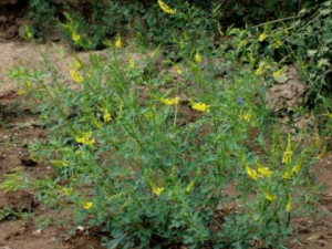 �ٺ���_�ٺ��ݵĹ�Ч|�÷�