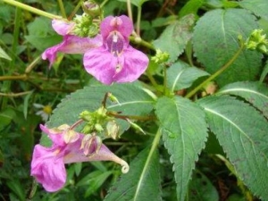 ����ˮ���Ĺ�Ч������ ����ˮ�����÷�����