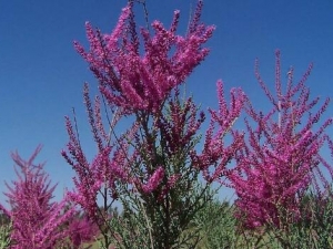 ɳ�����Ĺ�Ч������ ɳ�������÷�����