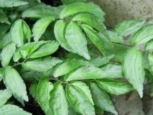 ��Ҷ�೵ʹ�ߵĹ�Ч������ ��Ҷ�೵ʹ�ߵ��÷�����