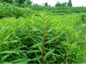 �ϻƲݵĹ�Ч������ �ϻƲݵ��÷�����