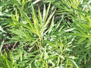 �ᵹ굵Ĺ�Ч������ �ᵹ굵��÷�����