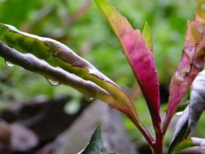 ѪƤ�˵Ĺ�Ч��Ӫ����ֵ ѪƤ�˿������Ƚⶾ