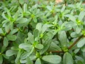 ���ϲ˵Ĺ�Ч������ ���ϲ�Ԥ����Ѫ�ܼ���