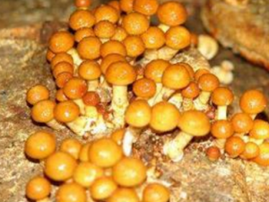 �����Ĺ�Ч����������Щ