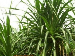 �{�ŵ�ҩ�ü�ֵ�빦Ч