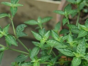 ����Ӣ�Ĺ�Ч������ ����Ӣ��������