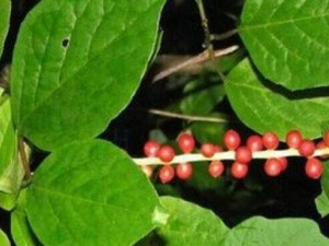 ��ɫ�ڷ����Ĺ�Ч������ ��ɫ�ڷ�����ֲ����̬