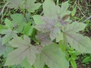 ������Ҷ�Ĺ�Ч������ ������Ҷ�ĸ���