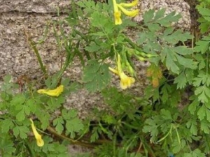 �����Ĺ�Ч������ ��������С��������