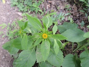 �󻨽��ڶ��Ĺ�Ч������ �󻨽��ڶ����÷�����