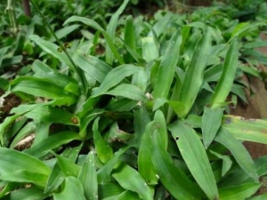 ���ˮ��Ҷ�Ĺ�Ч������ ���ˮ��Ҷ���η�����