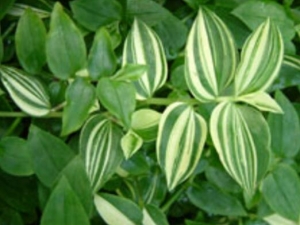 ��Ҷ�˵�Ӫ����ֵ ��Ҷ�˵�ʳ�÷��� �������׳���Ҷ�˺���