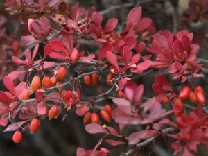 С�޵Ĺ�Ч������