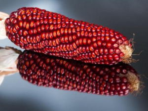 �����׵Ĺ�Ч������ �������ܼ���