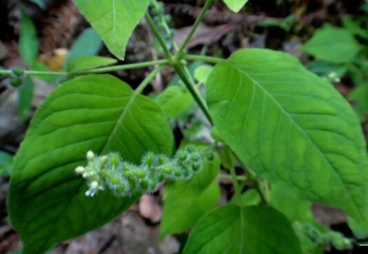 【图片】牛泷草的功效与作用|牛泷草的附方