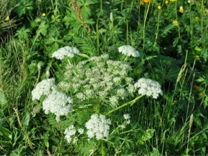 �����۵Ĺ�Ч������ ����������÷����