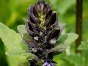 ��ֹ��Ĺ�Ч������ ��ֹ����÷�����