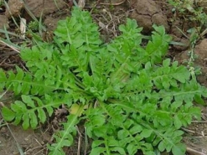 ��Ҷ�����˵Ĺ�Ч������ ��Ҷ����������С��������