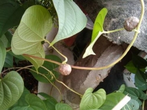 �����ӵĹ�Ч������ �����ӵĸ���