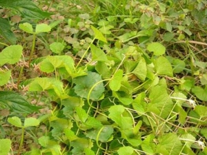 �׹��еĹ�Ч������ �׹��е��÷�����