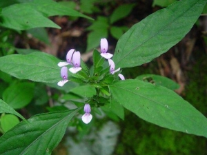 ��ͷ�ݵĹ�Ч������ ��ͷ�ݵļ��𷽷�