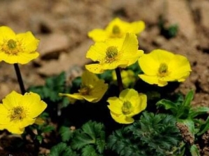 ëݢ״�������ݵĹ�Ч������ ëݢ״�������ݵ��÷�����