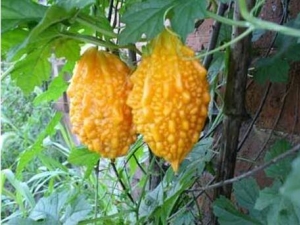 ����ư�ɢ���� ����ư�ɢ��Ч ����ư�ɢ��������