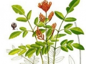 �������Ĺ�Ч������ �������ĸ�������