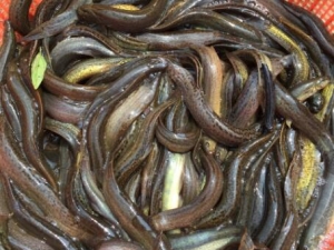 ������Һ�Ĺ�Ч������ ����ͨ�� ���Ƚⶾ