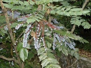 ��Ҷʮ���͵Ĺ�Ч������ ��Ҷʮ���͵�ֲ����̬