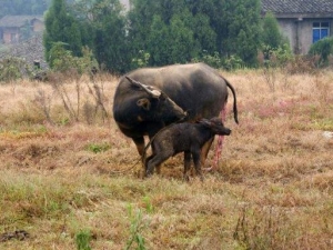 ţ���µĹ�Ч������ ţ���µ��÷�����