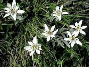 ��֦���޲ݵĹ�Ч������ ��֦���޲�����θ����