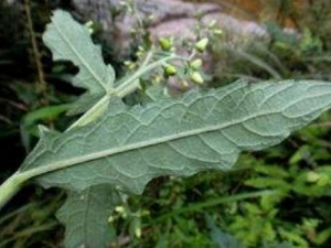 ��ԲҶ������Ĺ�Ч������ ��ԲҶ��������÷�����