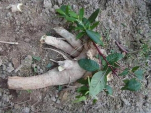 ���εĹ�Ч������ ��������Ƣ�������